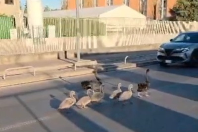 Cigni neri avvistati in strada: recuperati e liberati all’Idroscalo