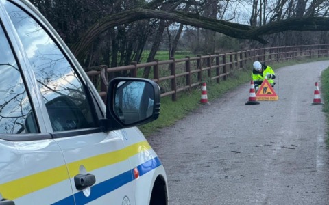 Intervento della Protezione civile di Vignate per un albero caduto sulla strada