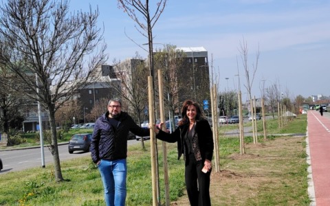 Pioltello: 500 nuovi alberi e un bando per 4.100 piante aggiuntive