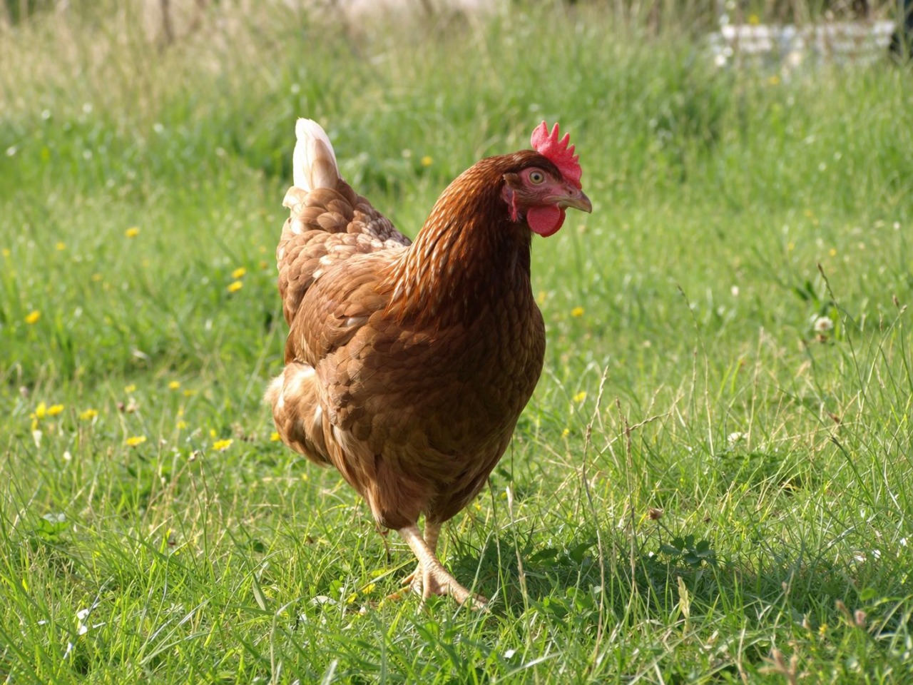 Cani, gatti e altri animali: l’Enpa di Monza presenta i dati sulle adozioni a Brugherio