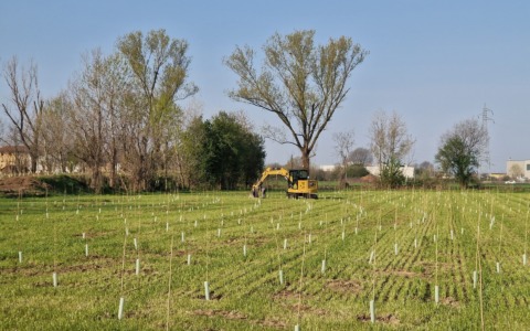 Gorgonzola si arricchisce di un nuovo bosco urbano: piantate 1.257 piante