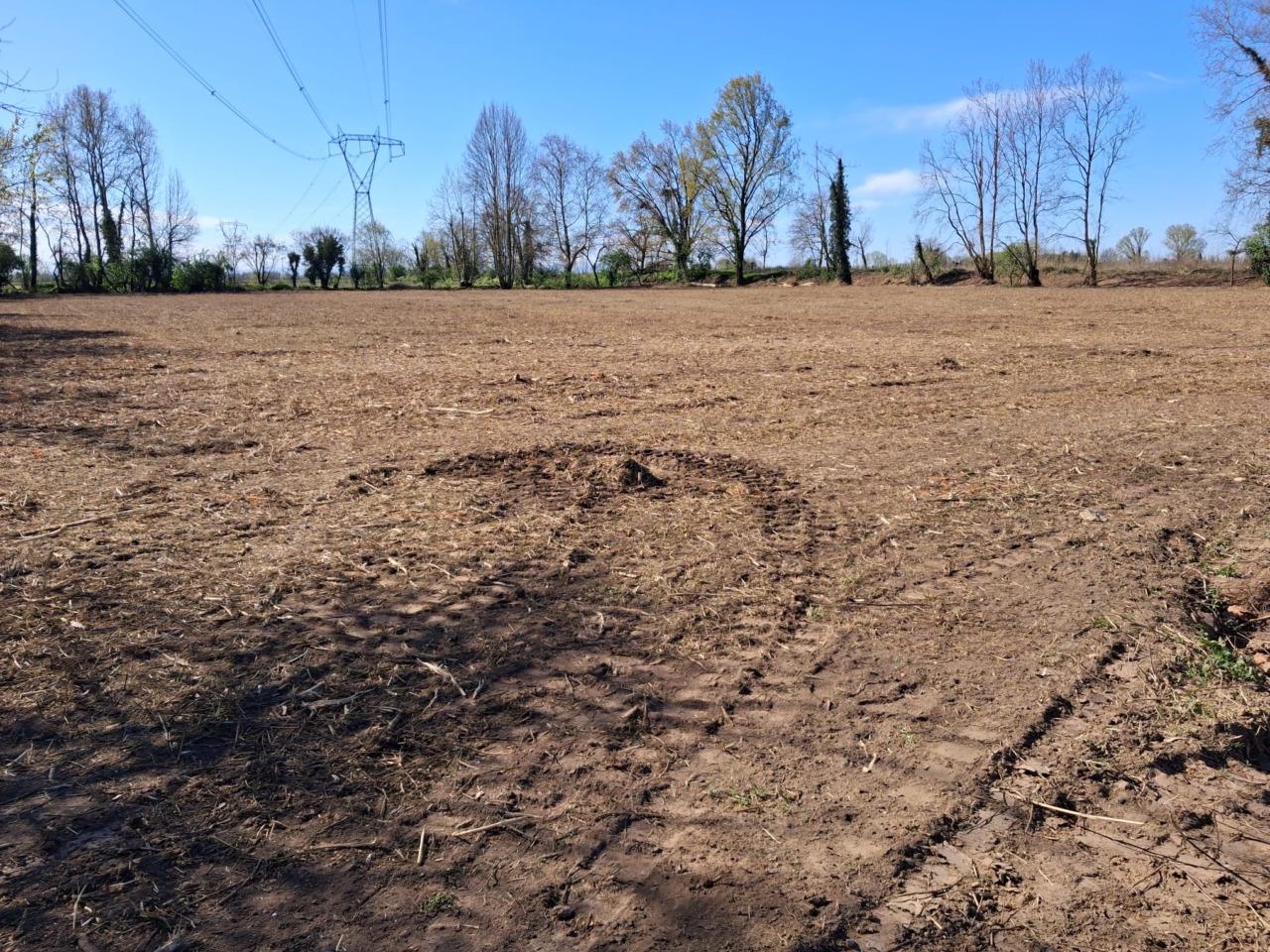 Liscate si prepara a piantare 2.223 nuovi alberi, ma cambia progetto per scavi romani