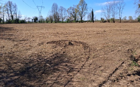 Liscate si prepara a piantare 2.223 nuovi alberi, ma cambia progetto per scavi romani