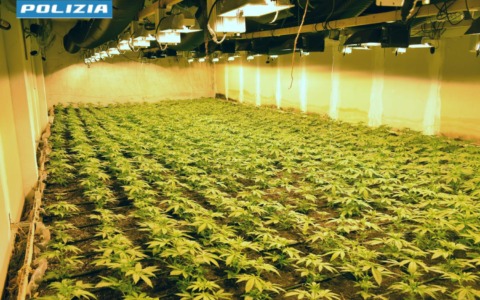 Scoperta una serra di canapa: arrestato un 43enne a Brugherio