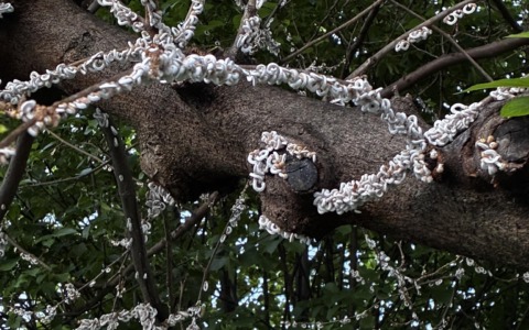 Bussero: gelsi minacciati dalla cocciniglia Takahashia japonica