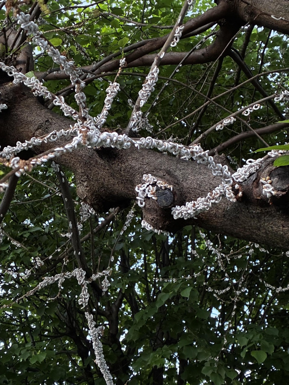 Bussero: gelsi minacciati dalla cocciniglia Takahashia japonica