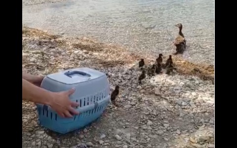 Mamma germano e i suoi anatroccoli salvati e liberati all’Idroscalo