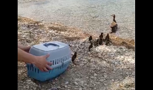 Mamma germano e i suoi anatroccoli salvati e liberati all’Idroscalo