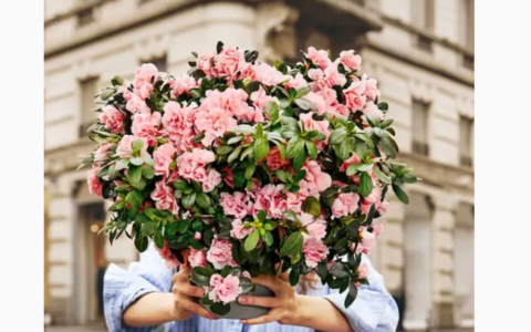 Torna l’Azalea della ricerca di Fondazione Airc: domenica 10 maggio in piazza per la festa della mamma