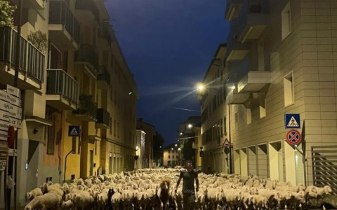 Un gregge attraversa Melzo mentre la città riposa