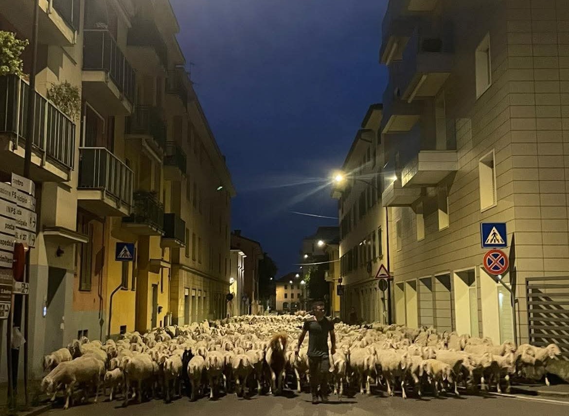 Un gregge attraversa Melzo mentre la città riposa