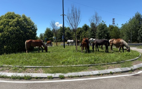 Cavalli scappati da un maneggio ritrovati in una rotonda di Segrate