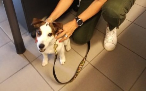 Il Comune di Brugherio apre le porte agli “amici a quattro zampe” in ufficio