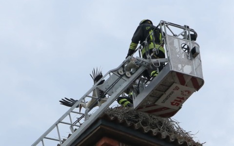 Intervento dei Vigili del Fuoco: cicogna liberata da un nido sul campanile