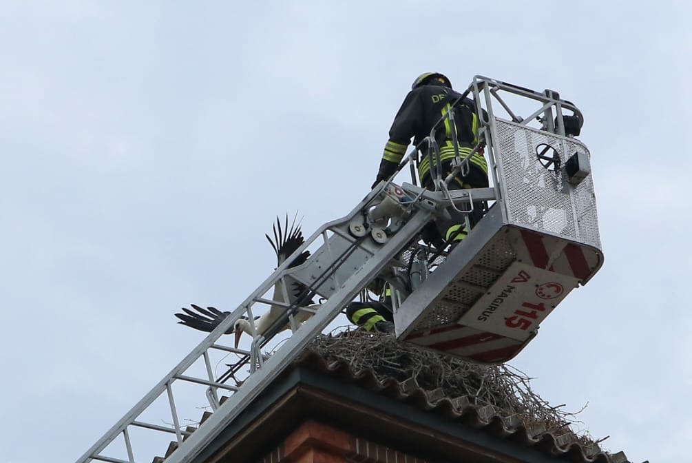 Intervento dei Vigili del Fuoco: cicogna liberata da un nido sul campanile