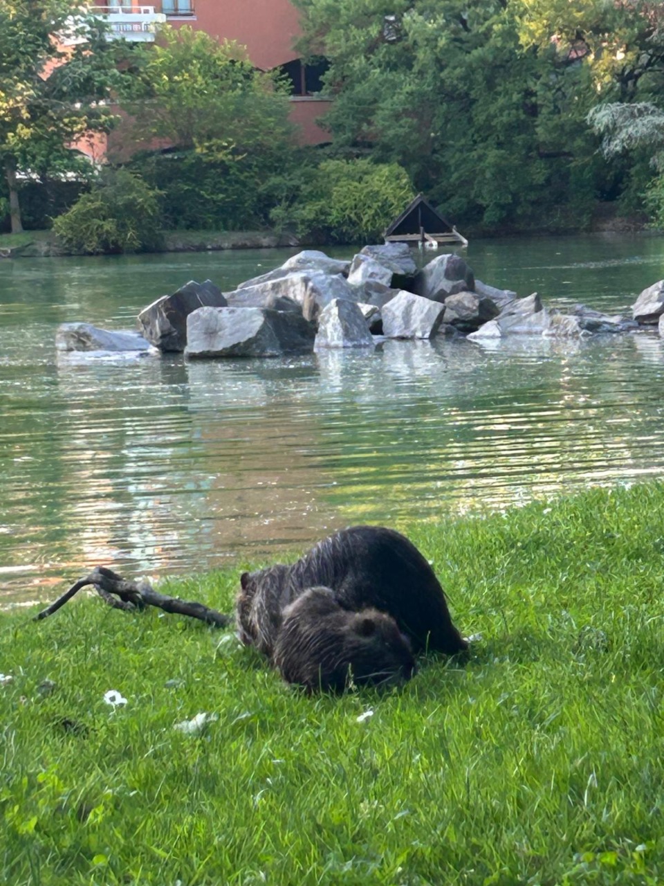 Inizia la sperimentazione per contenere le nutrie senza abbatterle